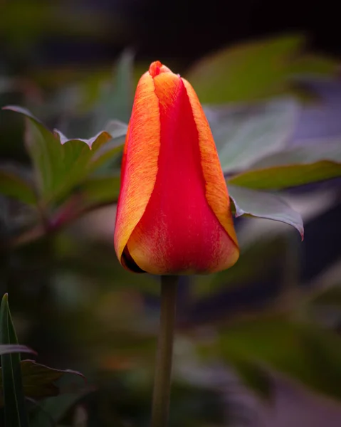 Vertikální Záběr Tulipánu Zahradě — Stock fotografie