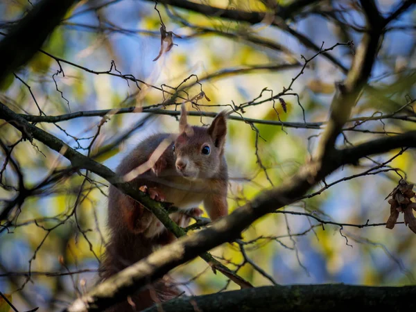 Una Pequeña Ardilla Peluda Rama Del Árbol Naturaleza — Foto de Stock