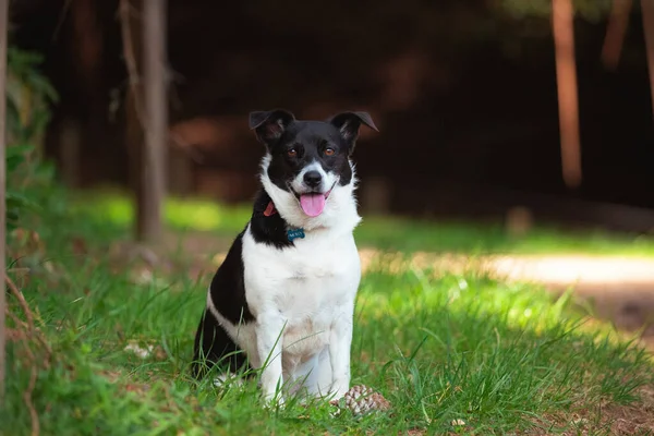 Portret Uroczego Czarno Białego Psa Domowego Siedzącego Parku — Zdjęcie stockowe
