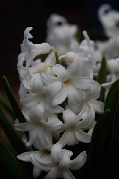 Вертикальный Кадр Белого Гиацинтового Цветка — стоковое фото
