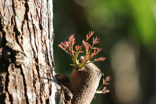 Closeup Shot New Plants Growing Tree Morning Sunlight — 图库照片