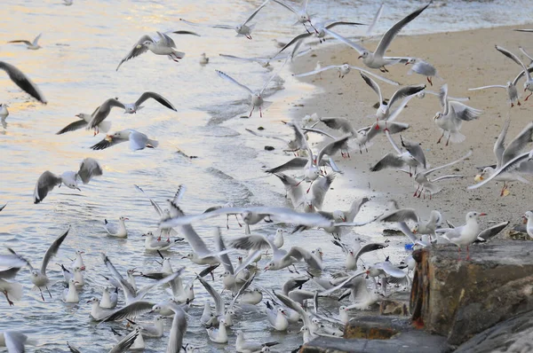 Beautiful View Flock Seagulls Flying Beach — Stockfoto