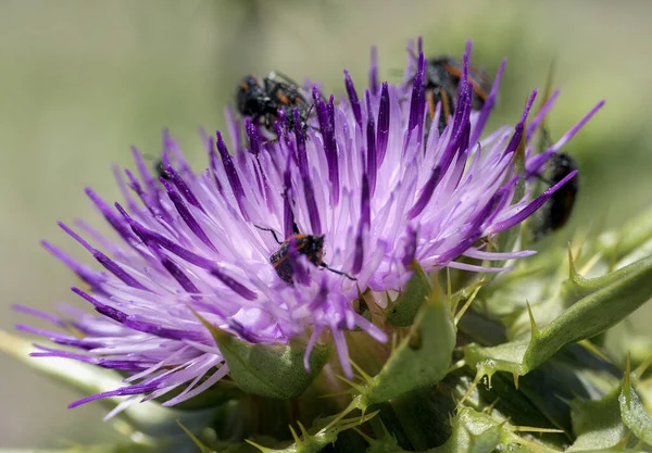Bahçede Mor Bir Devedikeni Olan Böceklerin Makro Görüntüsü — Stok fotoğraf