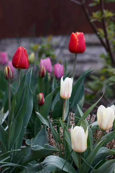 Plan Vertical Tulipes Dans Jardin — Photo