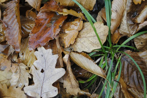 Une Vue Dessus Gros Plan Feuilles Sèches Sur Sol Avec — Photo