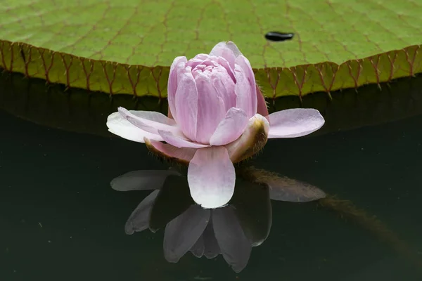 Een Closeup Shot Van Een Bloeiende Rose Lotus Singapore Botanical — Stockfoto