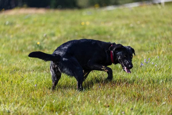 Yeşil Parkta Oynayan Siyah Bir Avcılık Labradorunun Yakın Çekimi — Stok fotoğraf