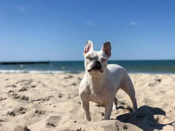 Bulldog Francês Praia Arenosa — Fotografia de Stock