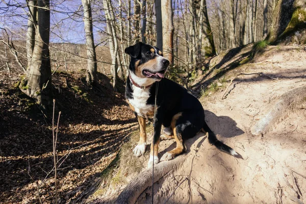 Αξιολάτρευτος Ελβετός Σκύλος Του Βουνού Στο Δάσος — Φωτογραφία Αρχείου