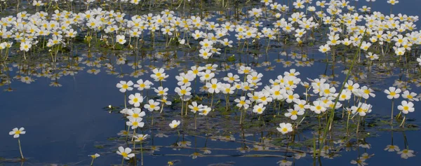 Göl Yüzeyinde Beyaz Ranunculus Aquatilis Çiçeklerinin Güzel Bir Manzarası — Stok fotoğraf