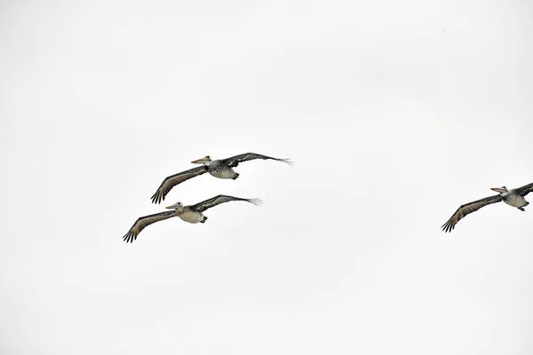 Troupeau Pélicans Volant Contre Ciel Blanc — Photo
