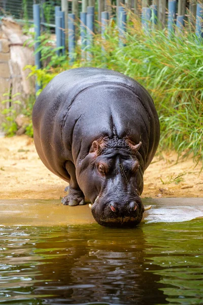 Disparo Vertical Hipopótamo Bebiendo Agua Del Estanque Zoológico Barcelona — Foto de Stock