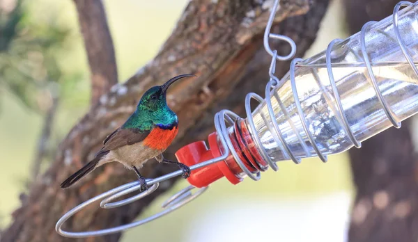 Closeup Shot Beautiful Hummingbird Standing Its Water Bottle Drink — Stockfoto