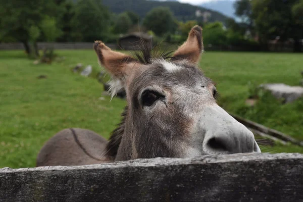 Closeup Shot Cute Donkey Wooden Fence — Stock Photo, Image