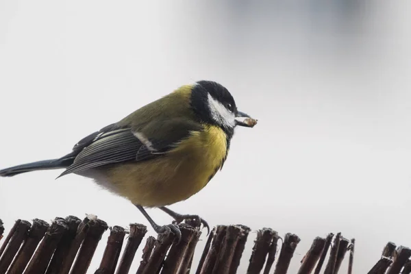 Selective Focus Shot Great Tit Bird Perched Fence — Stockfoto