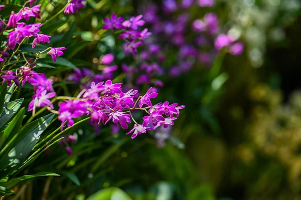 シンガポール植物園には紫色の蘭がたくさん咲いています — ストック写真