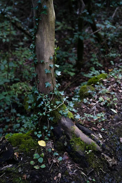 Tiro Vertical Uma Árvore Floresta Mediterrânea Catalunha — Fotografia de Stock