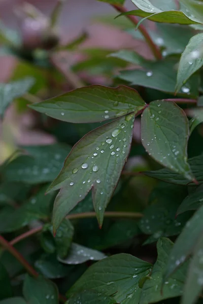 Een Close Van Plantenbladeren Regen — Stockfoto
