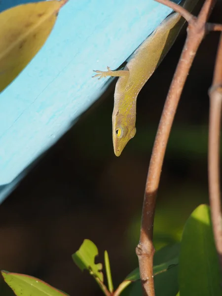 Closeup Shot Small Brown Green Lizard Blue Surface — Stockfoto