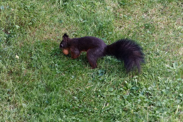 Ein Entzückendes Flauschiges Braunes Eichhörnchen Auf Der Wiese Park — Stockfoto