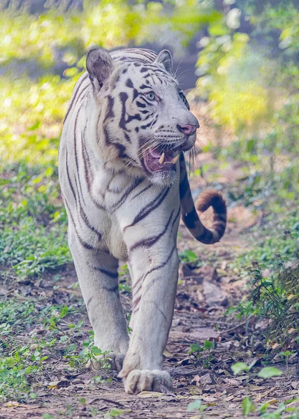 Closeup Shot White Tiger Bleached Tiger Mouth Open Blurred Background — Fotografia de Stock