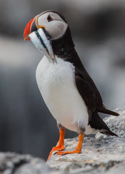 A closeup shot of a Puffin comp bird hunted fishes and standing on a rock with blurred background