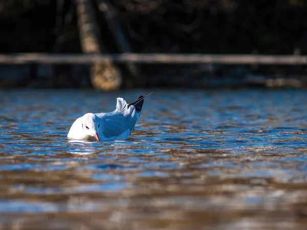 Lonely Sea Gull Munich Isar River — Foto Stock