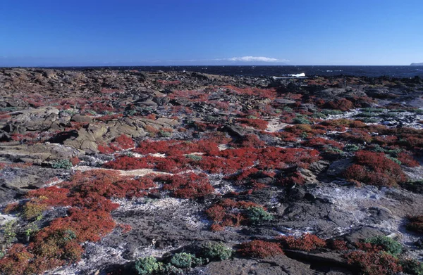 Ένα Φυσικό Τοπίο Στο Ηφαιστειακό Αρχιπέλαγος Των Νήσων Γκαλαπάγκος Στο — Φωτογραφία Αρχείου