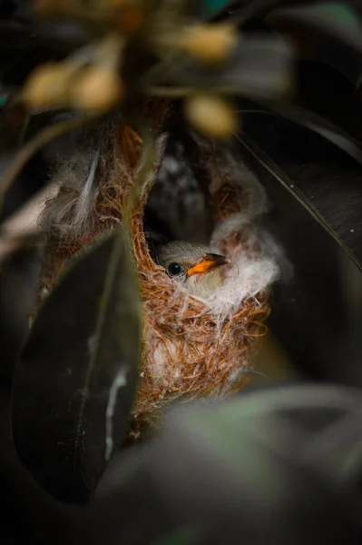 Ein Niedlicher Blassschnabel Blütenpecker Vogel Nest — Stockfoto