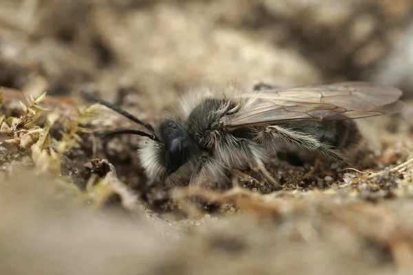 Zbliżenie Puszystego Samca Zagrożonego Wczesnym Świtem Andrena Nycthemera Siedzącego Ziemi — Zdjęcie stockowe