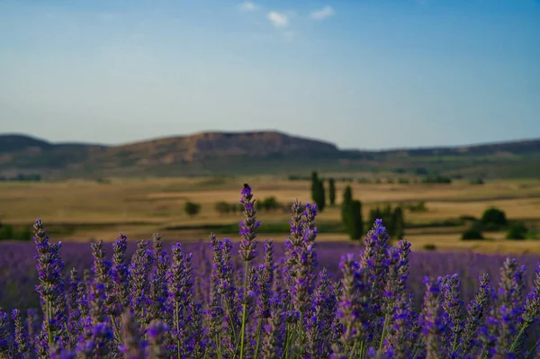 Beautiful Lavender Lavandula Field Trees Mountains Background — Fotografia de Stock