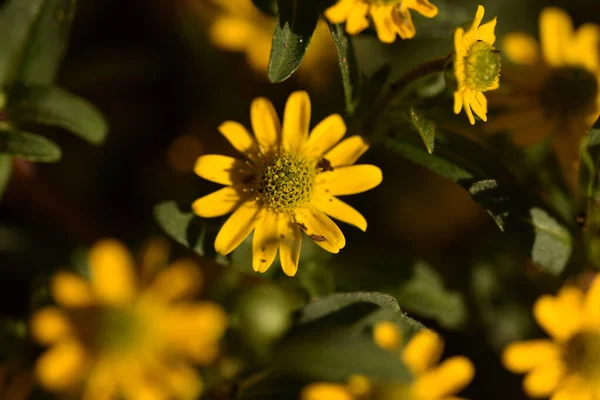 Primo Piano Fiore Margherita Giallo Uno Sfondo Sfocato — Foto Stock