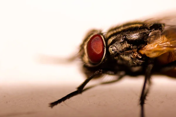 Uma Foto Macro Olho Mosca Foco Selecionado — Fotografia de Stock