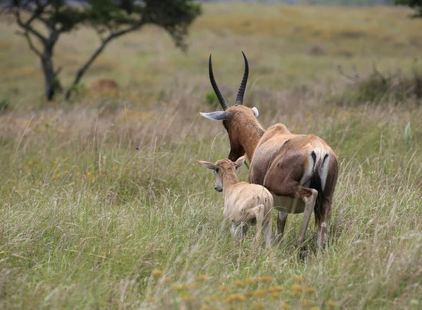 Una Hermosa Vista Una Descendencia Impala Con Madre Caminando Sobre — Foto de Stock