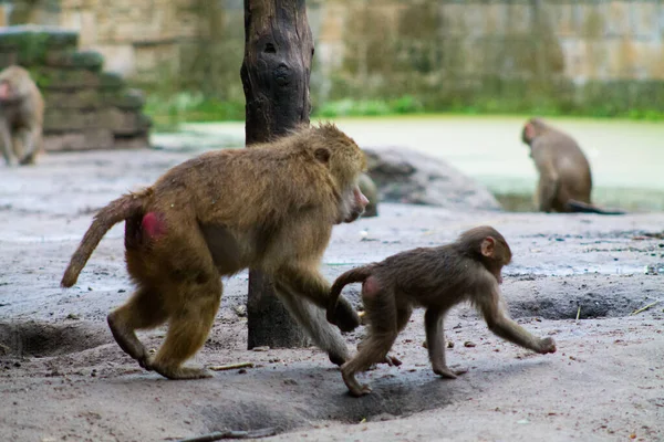 Primer Plano Madre Hamadryas Mono Babuino Tirando Cola Bebé — Foto de Stock