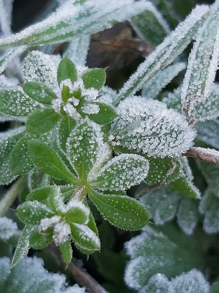 緑の植物の凍結露 — ストック写真