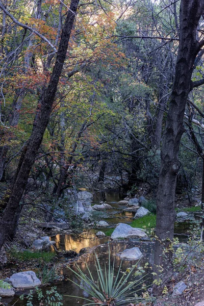 木々に囲まれた水流の美しい秋の風景の垂直ショット — ストック写真