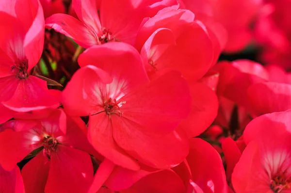 Pink Geranium Flowers Bloomed Garden — Stock Photo, Image