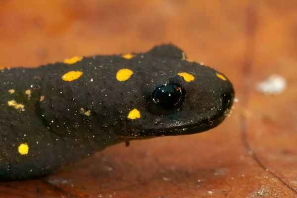 Primer Plano Facial Sobre Hermoso Tritón Anatólico Adulto Terrestre Manchado — Foto de Stock