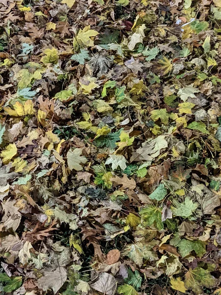 낙엽을 수직으로 떨어뜨리는 — 스톡 사진