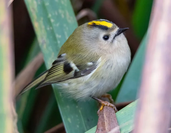 Closeup Shot Small Cute Bird Leaves Blurred Background — Stock Photo, Image