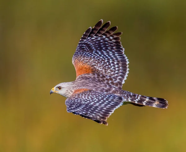 Een Roodstaart Hawk Gevangen Een Vlucht — Stockfoto