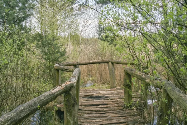 Днем Кривой Старый Деревянный Мост Лесу — стоковое фото