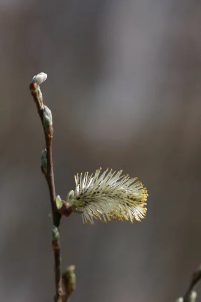 Salix Acutifolia 근접촬영 — 스톡 사진