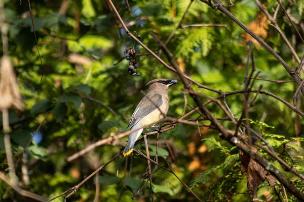 Naturlig Över Cedervaxning Uppe Trädgren Lindsay Ontario — Stockfoto