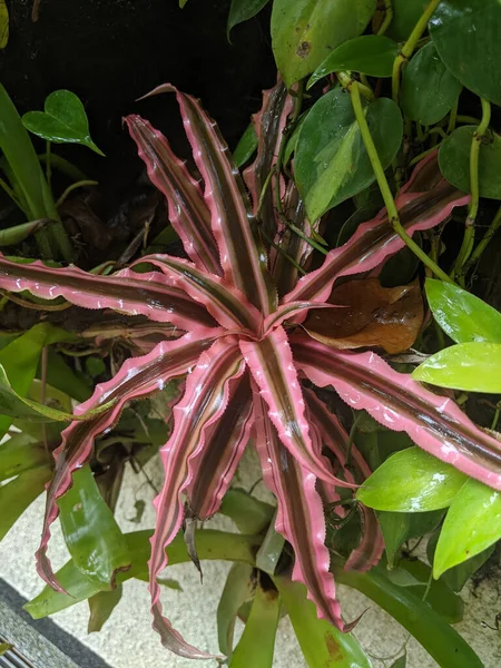 Vertical Shot Red Cryptanthus Plant Forest — Foto Stock