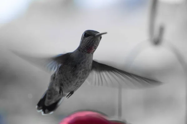 Una Vista Fascinante Hermoso Colibrí Color Negro Vuelo — Foto de Stock