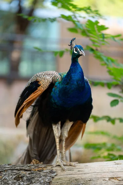 バルセロナ動物園の木の上に立つ美しい孔雀の垂直ショット — ストック写真