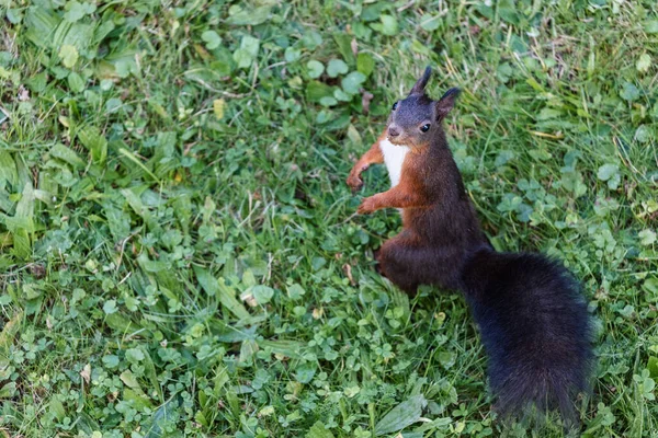 Een Schattige Pluizige Bruine Eekhoorn Het Grasveld Het Park — Stockfoto