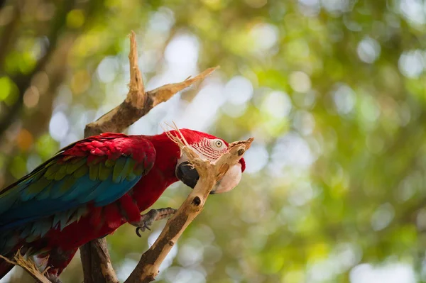 Крупный План Красочного Попугая Ветке Боке — стоковое фото